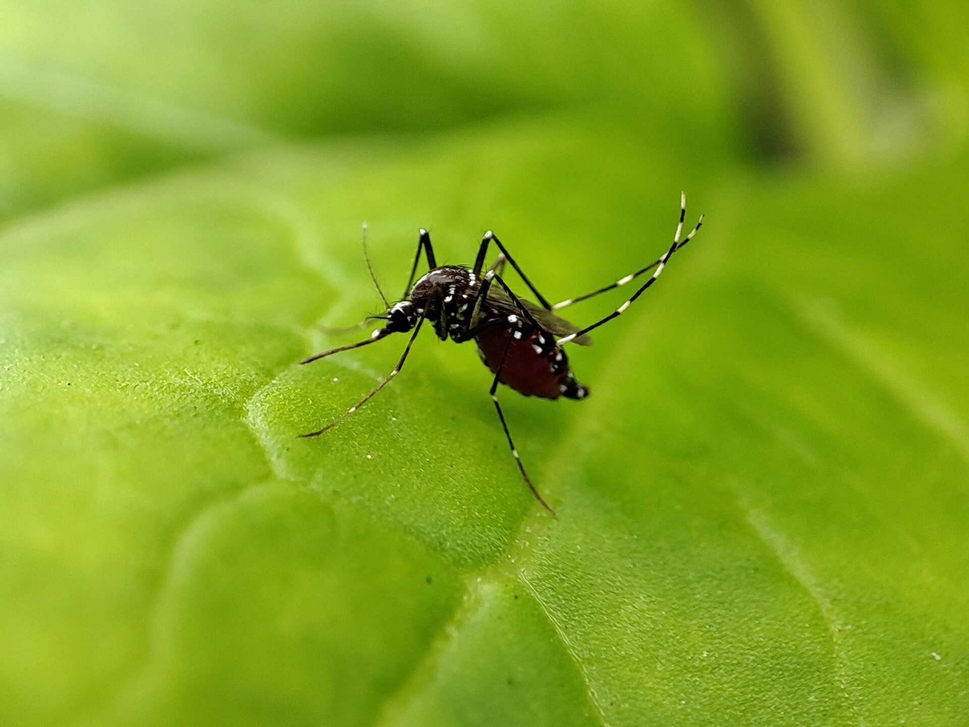 Pinellas dengue cases climb to 37 as local emergency is extended through Oct. 22